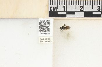 Media type: image;   Entomology 773534 Aspect: Labels